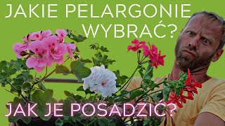 PELARGONIE NA BALKON 🌺 Jakie wybrać i jak je posadzić [upl. by Euqinorev]