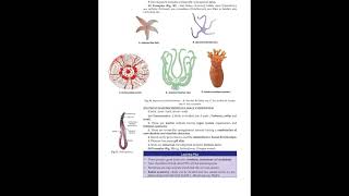 Animal diversity kingdom Animalia Phylum PoriferaMammalia Overview Zoology Miler amp Harleyzoology [upl. by Elleirua]