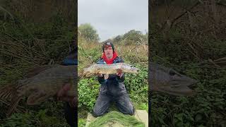 River Pike Fishing Mega Fish  shorts fishing pikefishing fyp pike predatorfish fish carp [upl. by Aaron]