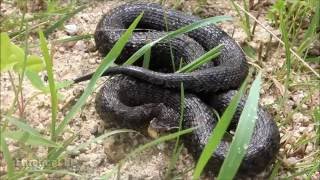 Ussuri Mamushi  Ussuri Pit Viper Gloydius ussuriensis Щитомордник [upl. by Claretta644]