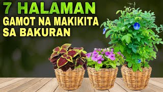 7 HALAMANG GAMOT NA MAKIKITA SA BAKURAN  Medicinal Plants and Herbal Plants Lucky Plants 2024 [upl. by Ahsinelg]