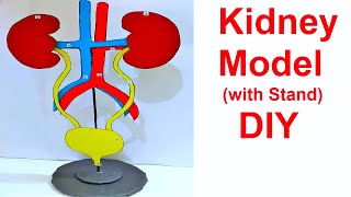 kidney model 3d with stand for science fair exhibition project  craftpiller  still model [upl. by Atilol]