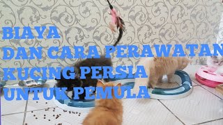 Cara Merawat Kucing Persia Untuk Pemula Dan biayanya [upl. by Plossl972]