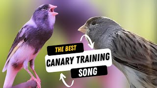 Canary s most powerful song for training  CANARY TRAINING SONG [upl. by Lolita]