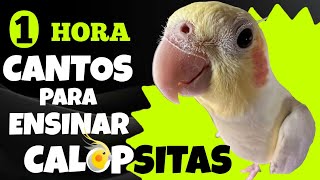 1 HORA de Cantos para Ensinar CALOPSITAS  Treinamento de CANTO Eficaz e Relaxante ðŸ¦ðŸŽ¶ [upl. by Asyl]