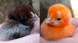 Cute Baby Chicks Chirping 🐣🐣 Colorful Chicks [upl. by Mosenthal68]