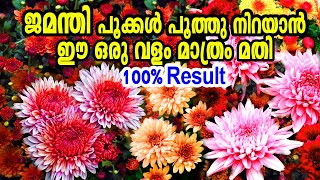 ജമന്തിയിൽ നിറയെ പൂക്കൾ ഉണ്ടാവാൻ ഈ വളം കൊടുക്കൂJamanthi Plant Care MalayalamFertilizer For Jamanthi [upl. by Eiramyma]