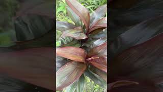 Cordyline plants￼😍cordylineshortvideoyoutubeshortsnature [upl. by Feil]