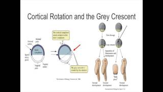 Cortical Rotation and Dorsalization of Xenopus Embryo [upl. by Yslehc]