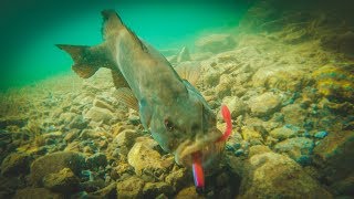 How To Catch Bass With Plastic Worms  Amazing Underwater Footage [upl. by Juliane]