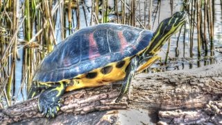 Florida RedBellied Cooter Turtles [upl. by Goren]