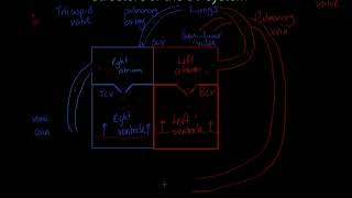 Edexcel GCSE PE  Structure of the CV System [upl. by Geaghan]