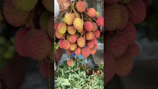 Season of litchi litchi litchifruit agriculture agriculturefarming juicy yummy food nepal [upl. by Denbrook]