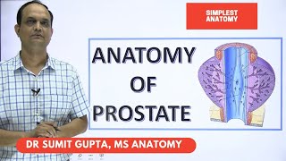 PROSTATE ANATOMY [upl. by Annij]