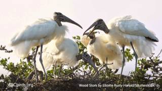 Wood Stork Nesting Colony Sounds [upl. by Cohette]