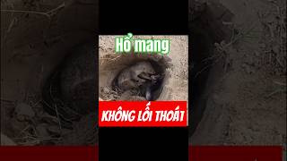 🐍 rắn hổ mang không còn lối thoát cobra wildlife short [upl. by Aitahs]