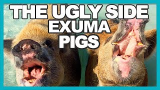 5 REASONS WE DID NOT SWIM WITH PIGS  EXUMA BAHAMAS [upl. by Anerat]