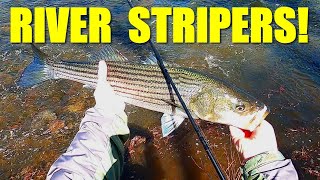 BIG Stripers on the Raritan River [upl. by Suivatal]