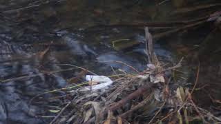 Schnabeltier  Platypus in Hobart Rivulet 18072018 66 [upl. by Vassili]