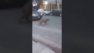 Apareció un carpincho caminando por Recoleta la imagen se hizo viral [upl. by Munafo]