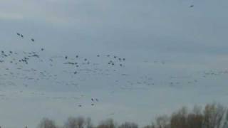 White Fronted Geese Anser albifrons [upl. by Eniliuqcaj]