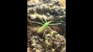 Praying Mantis Care Guide  Bioactive Enclosure  Isopods Millipedes Plants  Terrarium Station [upl. by Hatcher]