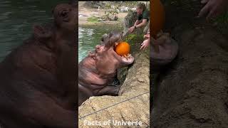 Why Pygmy Hippos Are Even Creepier Than Regular Hippos  Hippo Attack Crocodile [upl. by Ailegra886]