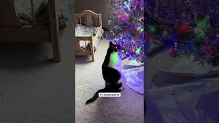 Cat gets caught playing with ornament on tree cat catshorts catlover christmas christmastree [upl. by Selle]