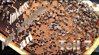 Imkern von Anfang an  Teil 7  Durchsicht von 3 neuen BienenvolkAblegern [upl. by Eniretac]