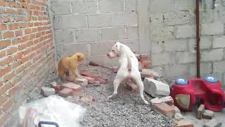 Perro pitbull ataca a un gato [upl. by Ruford]