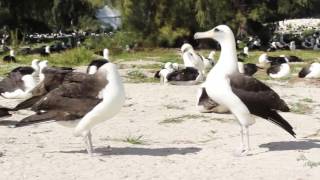 Laysan Albatross Mating Dance [upl. by Goldarina]