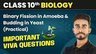 Binary Fission in Amoeba and Budding in Yeast  Important Viva Questions Class 10 Biology Practical [upl. by Ahsielat476]