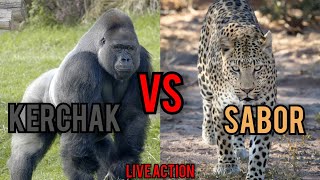 SABOR VS KERCHAK  live action [upl. by Rollins]