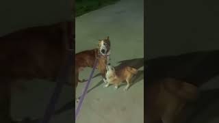 About Dogs Friendship  My Pet amp Puppy dog charlie kannada rakshithshety karnataka kannada [upl. by Sinnaoi]