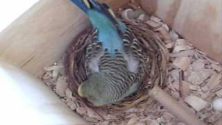 Mama budgie Marble with her growing family [upl. by Karissa]