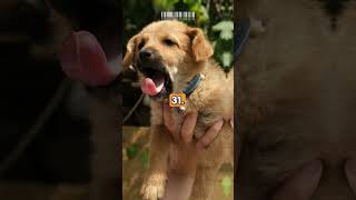 80 Golden Facts About Golden Retrievers That Will Make Your Tail Wag MUSTWATCH 2024 p8 hstm [upl. by Aneger]