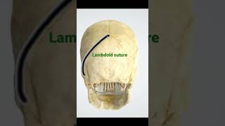 Sutures of the Skull  Pravin Bhosale [upl. by Fanechka]