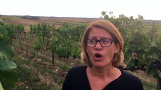 Blaufränkisch wine guide  Interview with Dorli Muhr [upl. by Anawaj746]