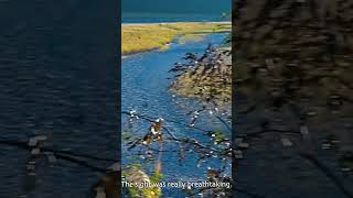 Namdapha National Park  Arunachal Pradesh  Travel Video [upl. by Fem]