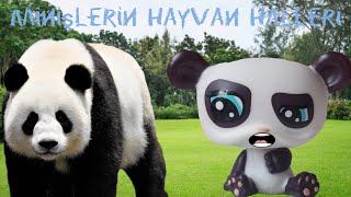 MİNİŞLERİN HAYVAN HALLERİ 0 [upl. by Maxi]