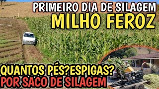 primeiro dia de SILAGEM de milho quantos pés e espigas por saco de silagem peso [upl. by Sulokcin]