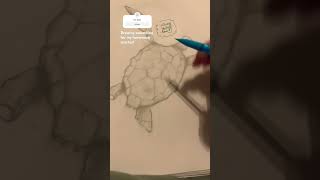 Turtles I am drawing this for my homeroom teacher turles savetheworld loveanimals art [upl. by Amari]