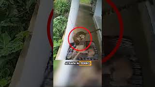 ¡Un leopardo hambriento ataca a un perro guardián frente a la casa de su dueño shorts [upl. by Flossy189]