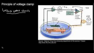 lecture 19 part 5 ARP amp RRP voltage clamp positive and negative feedbacks [upl. by Almena]