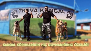 KANGAL KÖPEĞİ FENOTİPİ NASIL OLMALIKANGAL KÖPEĞİYLE İLGİLİ BİLMEDİKLERİNİZ BU VİDEODA [upl. by Kenwrick]