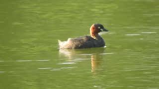 Little Grebe 20241111 [upl. by Reneta20]