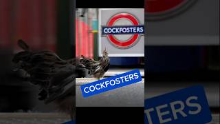 COCKFOSTERS The challenge has been accepted Heres some pun photography at Cockfosters tube station [upl. by Ranitta]