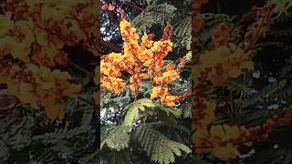 Beautiful flowers yellowflowers nature trees trendingshorts shortvideo flowers beatifulmusic [upl. by Annadiane8]