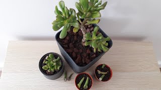 Crassula ovata gollum saksı değişimi ve yapraktan çoğaltma  Crassula ovata flower pot change [upl. by Naujahs403]