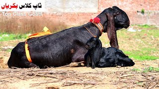 Top Class Goats  Desi Sahiwal Bakriyan Shahpur Kanjra Mandi Lahore 2019 [upl. by Akkire415]